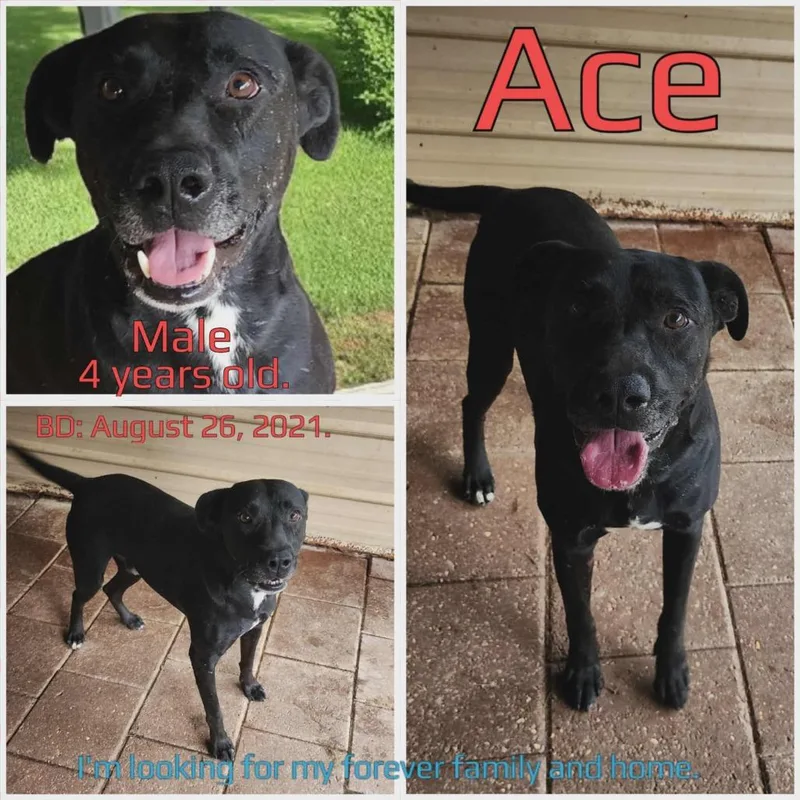 An adult large-sized male Black Mixed Breed dog named Ace for adoption in Boaz, AL