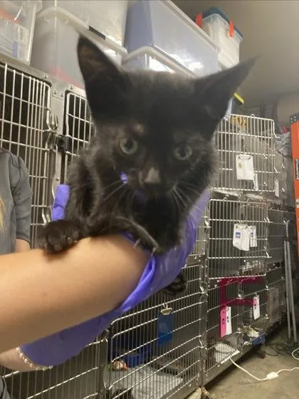 Toothless thumbnail 2