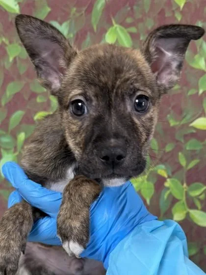 A young small-sized male Terrier dog named Vance for adoption in San Antonio, TX