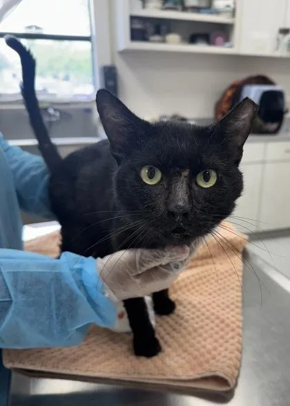 An adult large-sized male Domestic Short Hair cat named Chatter Box for adoption in San Antonio, TX