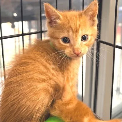 A baby small-sized male Domestic Short Hair cat named Koba for adoption in Longmont, CO