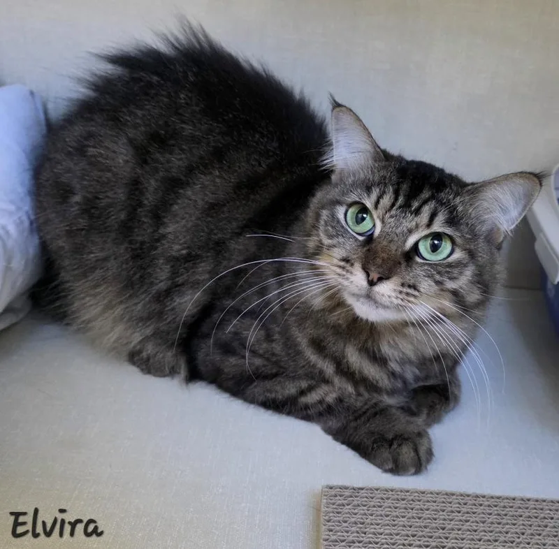 An adult medium-sized female Maine Coon cat named Elvira for adoption in Key Largo, FL