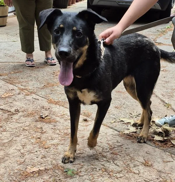 An adult large-sized female Rottweiler dog named Pen for adoption in Lawrenceville, GA