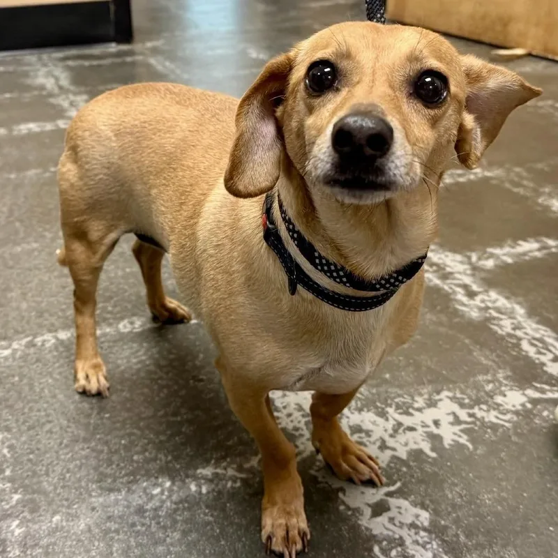A senior small-sized male Yellow / Tan / Blond / Fawn Dachshund dog named Howard for adoption in Tyrone, GA