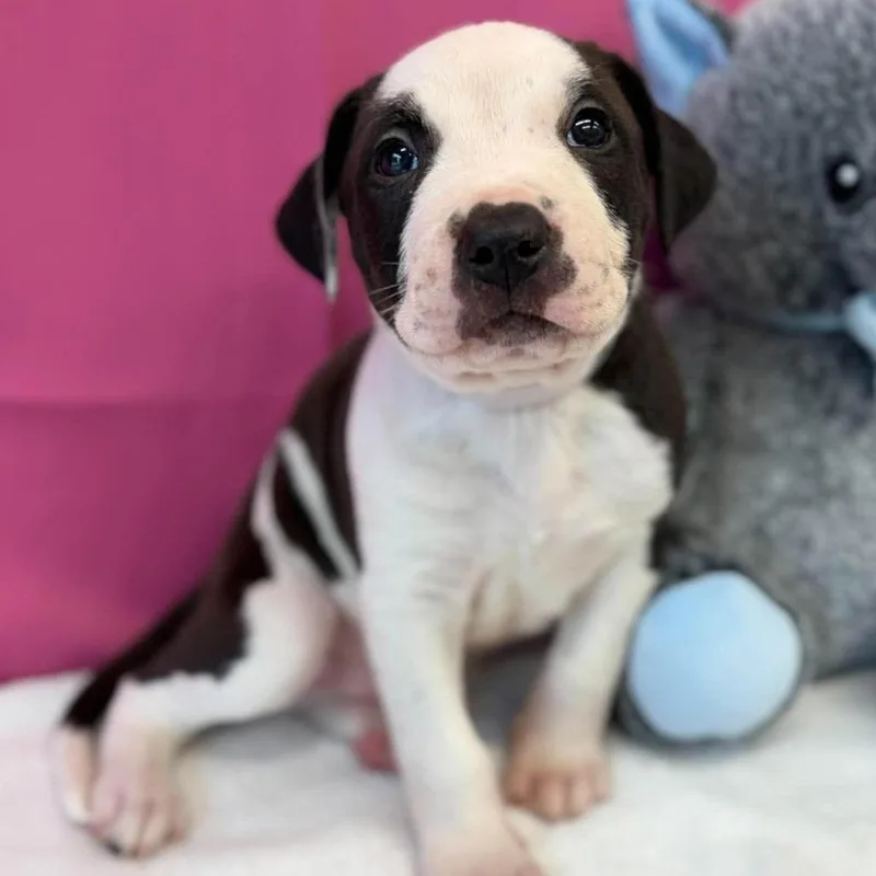 A baby medium-sized male American Staffordshire Terrier dog named Zonic for adoption in Tacoma, WA