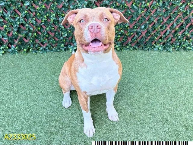 An adult large-sized female Mixed Breed dog named Peach for adoption in West Palm Beach, FL