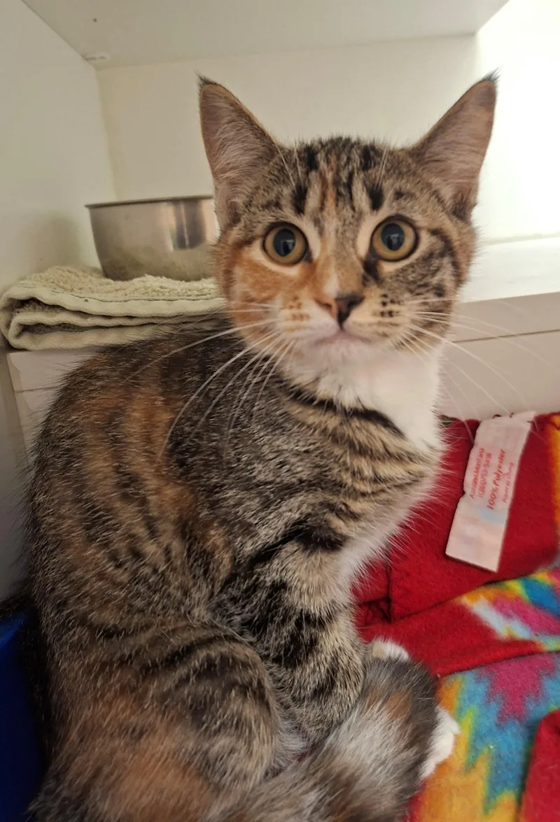 A baby medium-sized female Torbie Domestic Short Hair cat named Serenity for adoption in Wallingford, CT