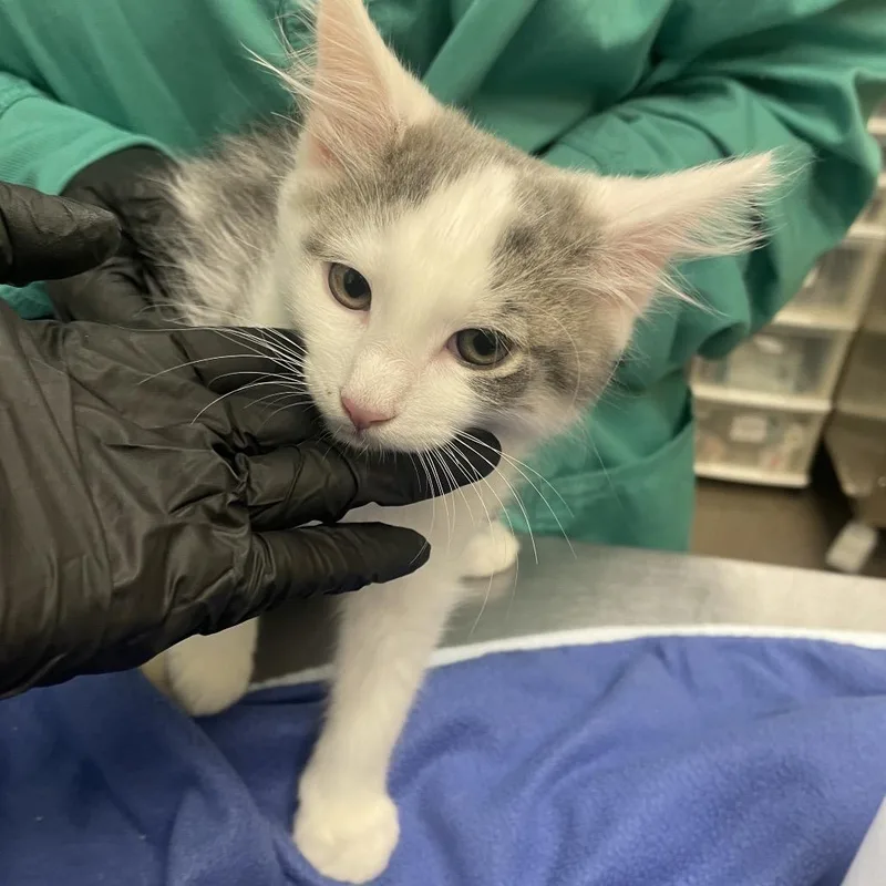 A baby small-sized male Gray / Blue / Silver Domestic Medium Hair cat named Mars for adoption in Keizer, OR