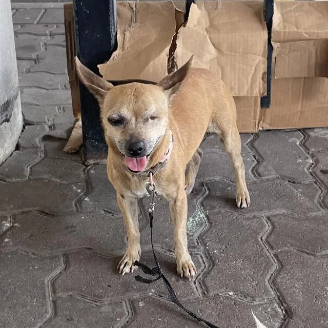 An adult small-sized female Chihuahua dog named Lita for adoption in San Antonio, TX