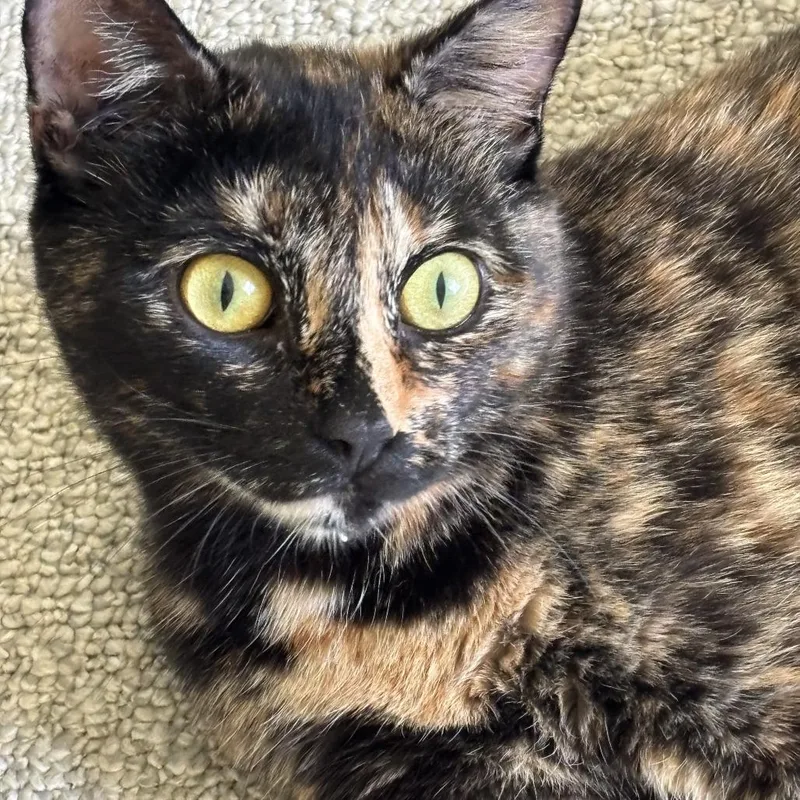 A young small-sized female Tortoiseshell Domestic Short Hair cat named Abigail for adoption in Bensalem, PA