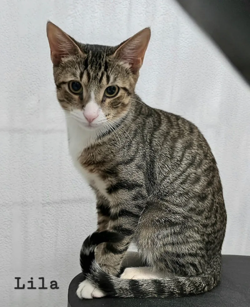 A young medium-sized female Tabby (Gray / Blue / Silver) American Shorthair cat named Lila for adoption in miami, FL