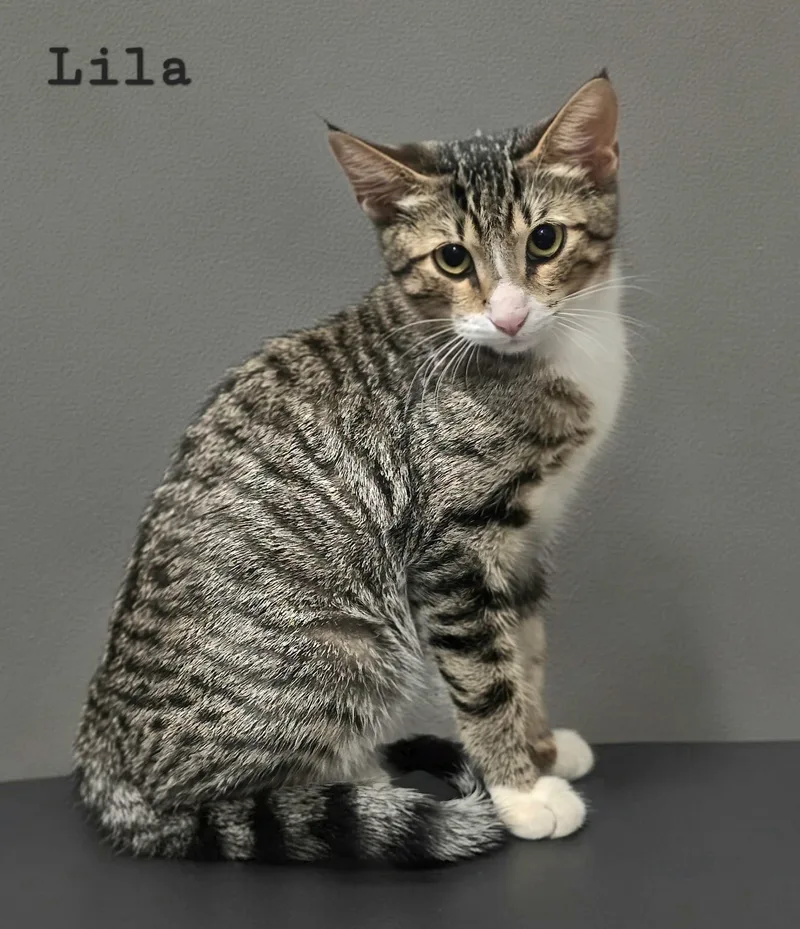 Lila thumbnail 3