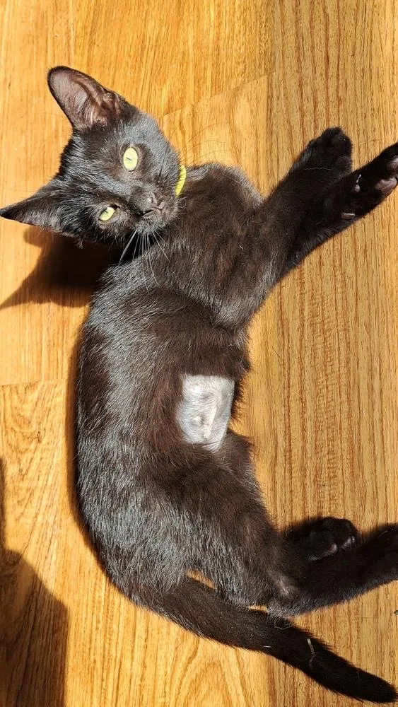 Daffodil