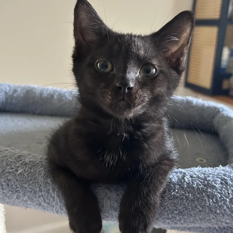 A baby small-sized male Black Domestic Short Hair cat named Reykjanes for adoption in Alexandria, VA