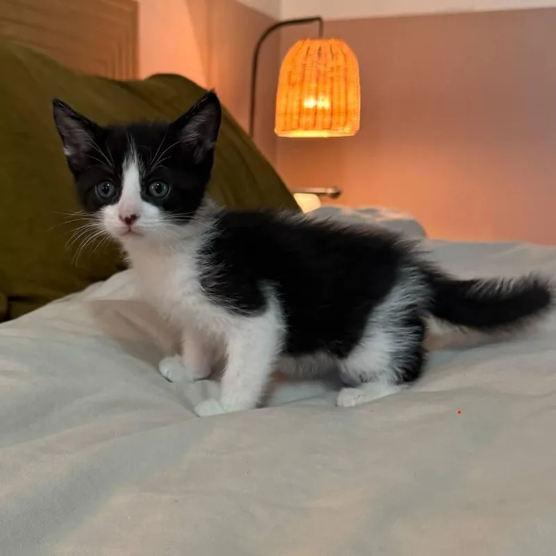 A baby small-sized male Black Domestic Short Hair cat named Pizza for adoption in New Orleans, LA