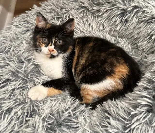 Truffles thumbnail 2