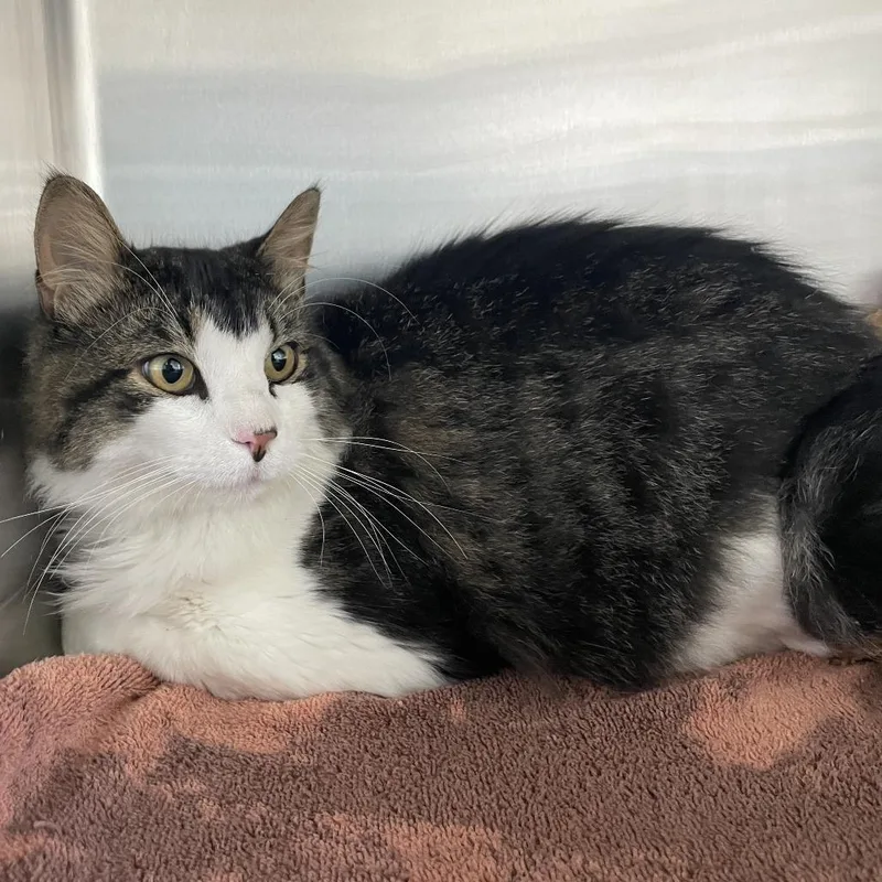 An adult small-sized male Domestic Medium Hair cat named Found Cat for adoption in Buffalo, WY