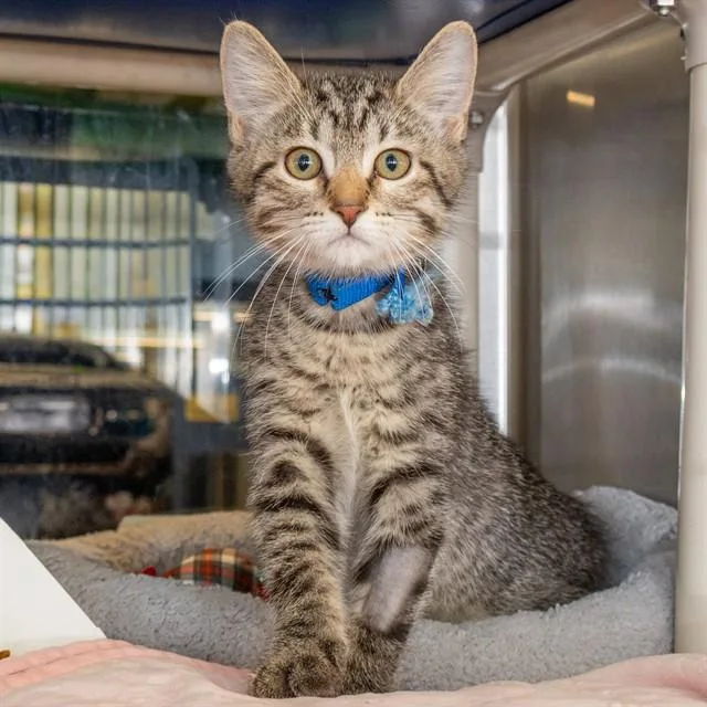 A baby small-sized male Domestic Short Hair cat named Patrick for adoption in St. Louis, MO