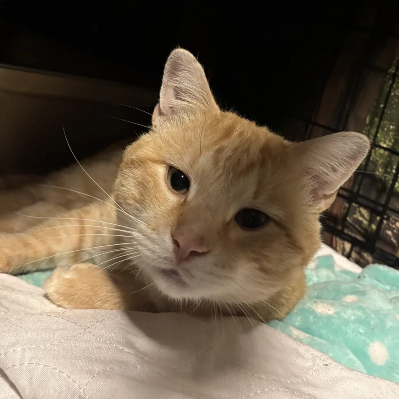 An adult medium-sized male Orange & White Domestic Short Hair cat named Judge for adoption in Pittsburgh, PA
