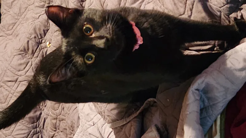 An adult medium-sized female Black Domestic Short Hair cat named Amelia for adoption in Columbia, SC