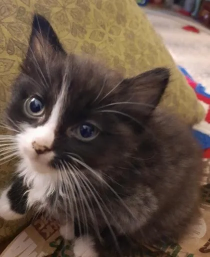 A baby small-sized female Domestic Long Hair cat named Sona for adoption in Fort Worth, TX