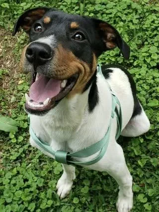 A baby medium-sized male Tricolor (Brown, Black, & White) Hound dog named Kermit for adoption in Calera, AL