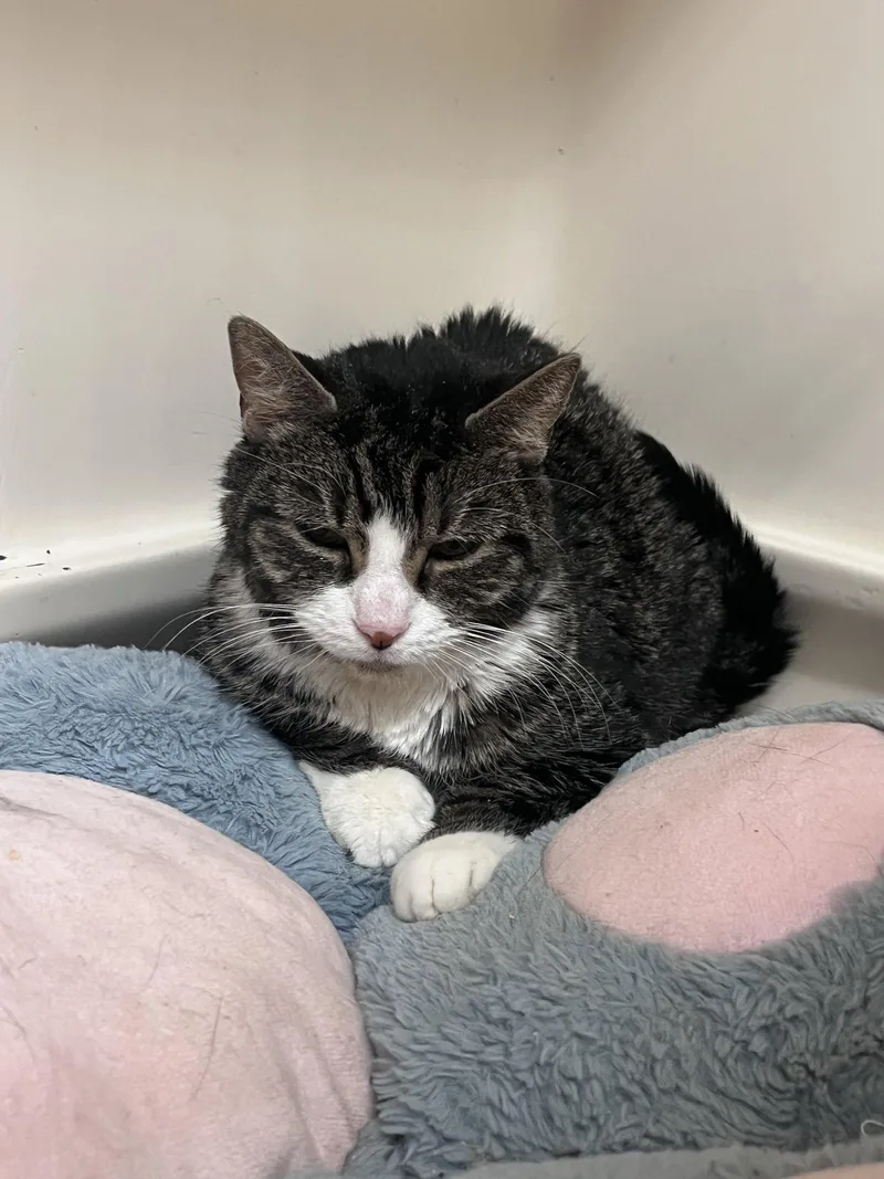 A senior medium-sized female Domestic Short Hair cat named Mildred Rm for adoption in Rockaway, NJ