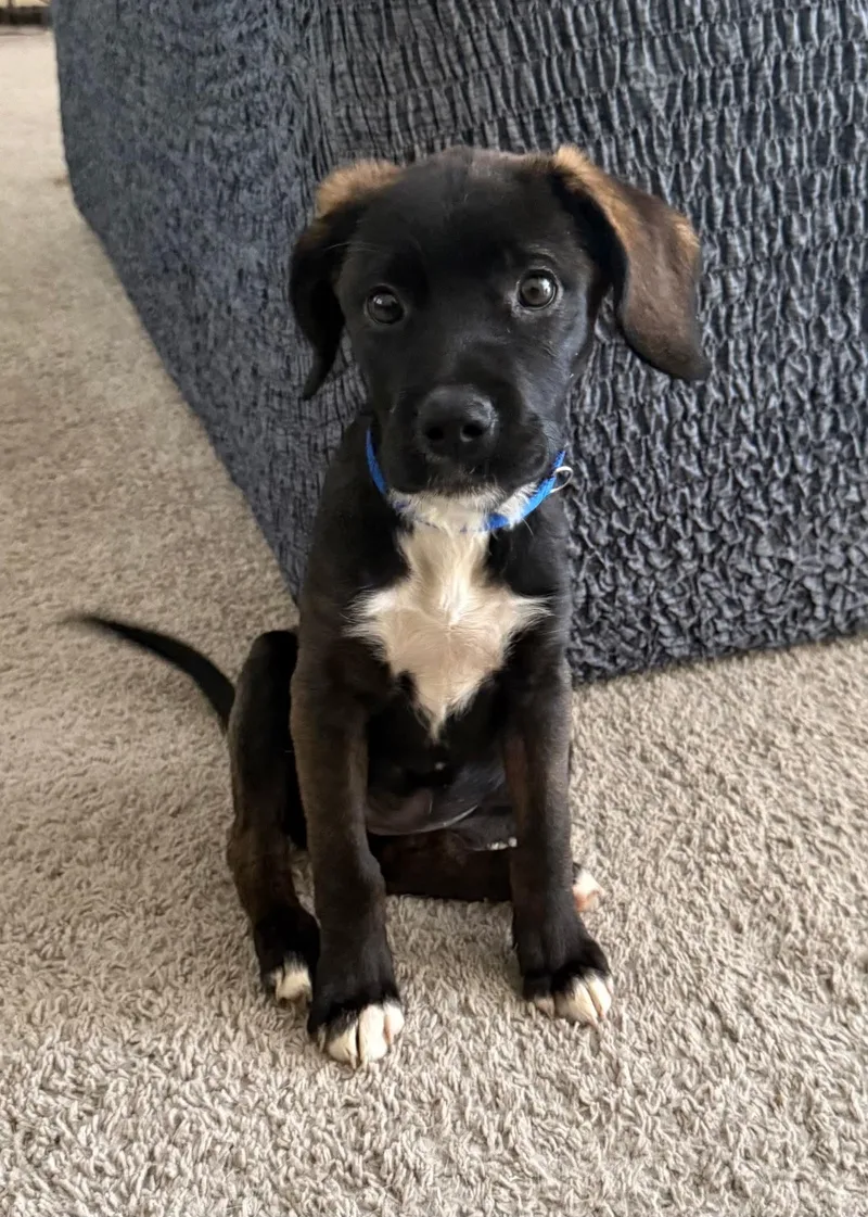 A baby medium-sized female Labrador Retriever dog named Phoenix for adoption in Hillsdale, NY