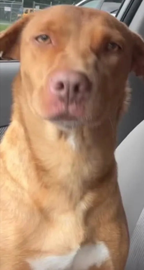 A young medium-sized female Vizsla dog named Ansley for adoption in Elizabethton, TN
