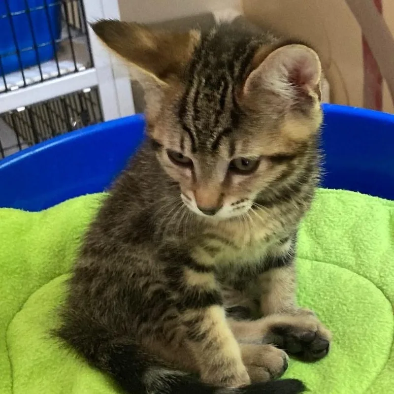 A baby medium-sized male Tabby (Buff / Tan / Fawn) Tabby cat named Gary Fun & for adoption in Hoquiam, WA