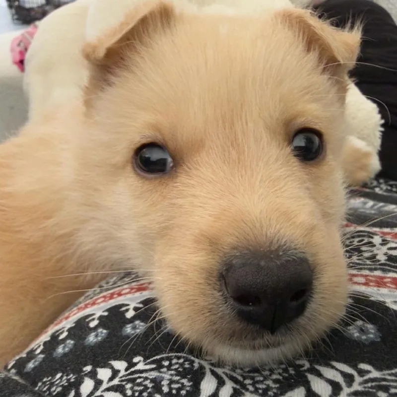 Nautilus thumbnail 3