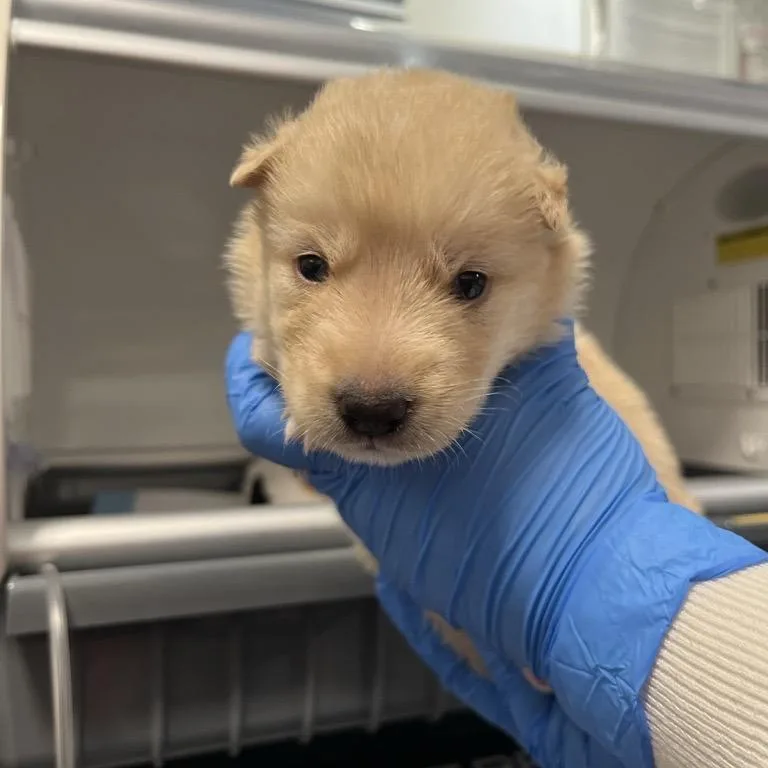 Nautilus thumbnail 4