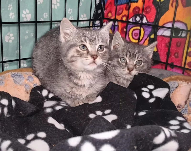 Croissant thumbnail 3