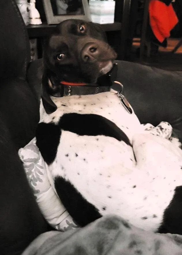 An adult medium-sized male German Shorthaired Pointer dog named Bo Coming Soon! for adoption in Omaha, NE