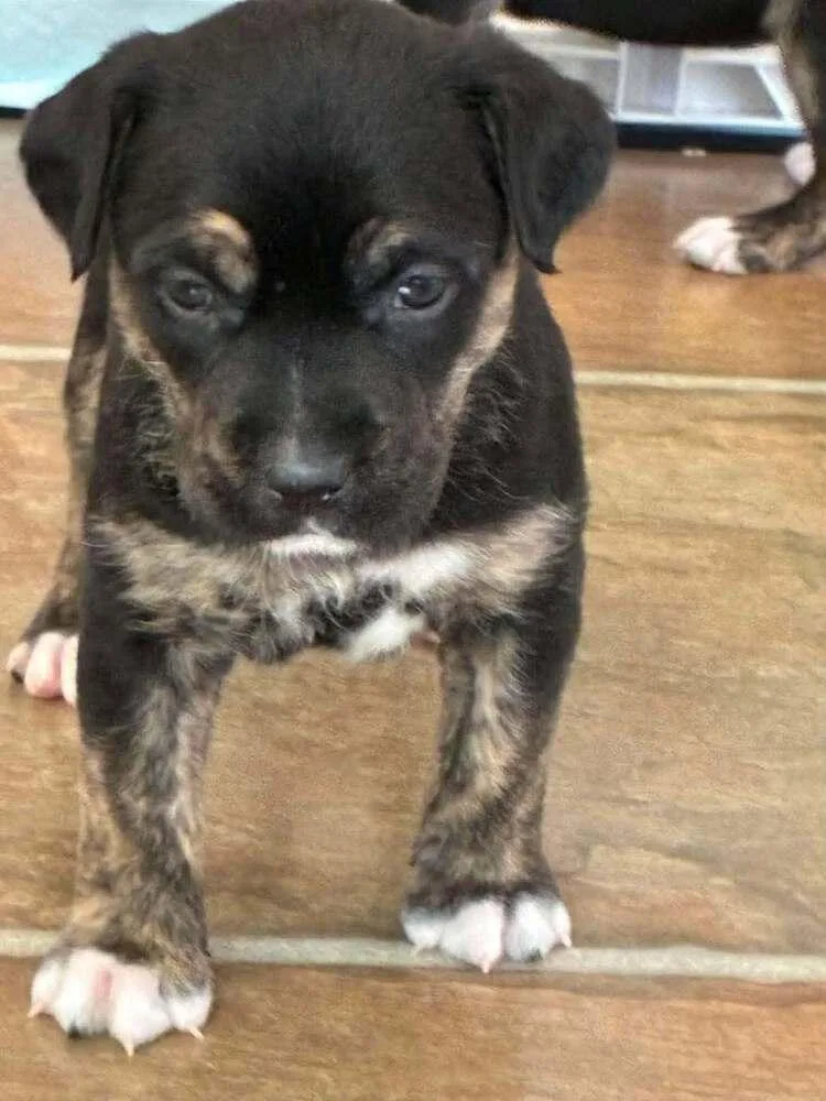 A baby medium-sized female Tricolor (Brown, Black, & White) Husky dog named Lemonade for adoption in Peoria, IL
