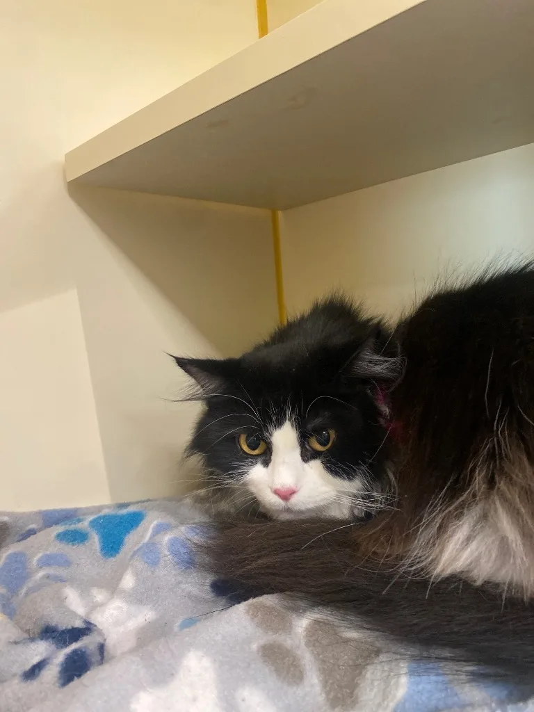 An adult small-sized female Domestic Long Hair cat named Felina for adoption in El Paso, TX
