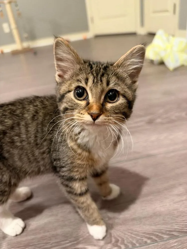 A baby small-sized female Domestic Short Hair cat named Lana for adoption in Fremont, NE