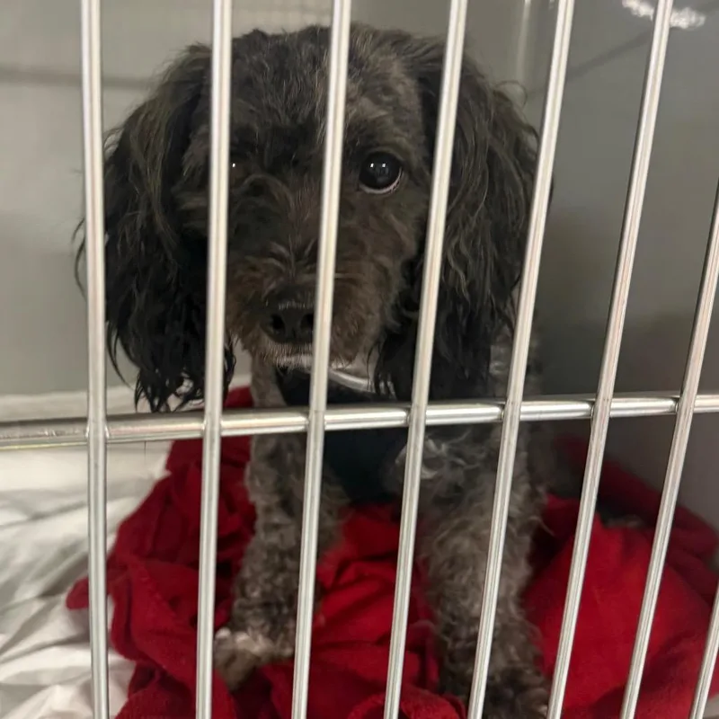 An adult small-sized male Gray / Blue / Silver Shih Tzu dog named Jojo for adoption in Charlottesville, VA
