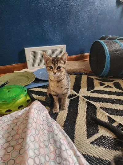 A baby medium-sized male Tabby (Brown / Chocolate) Domestic Short Hair cat named Cyril for adoption in Mokena, IL