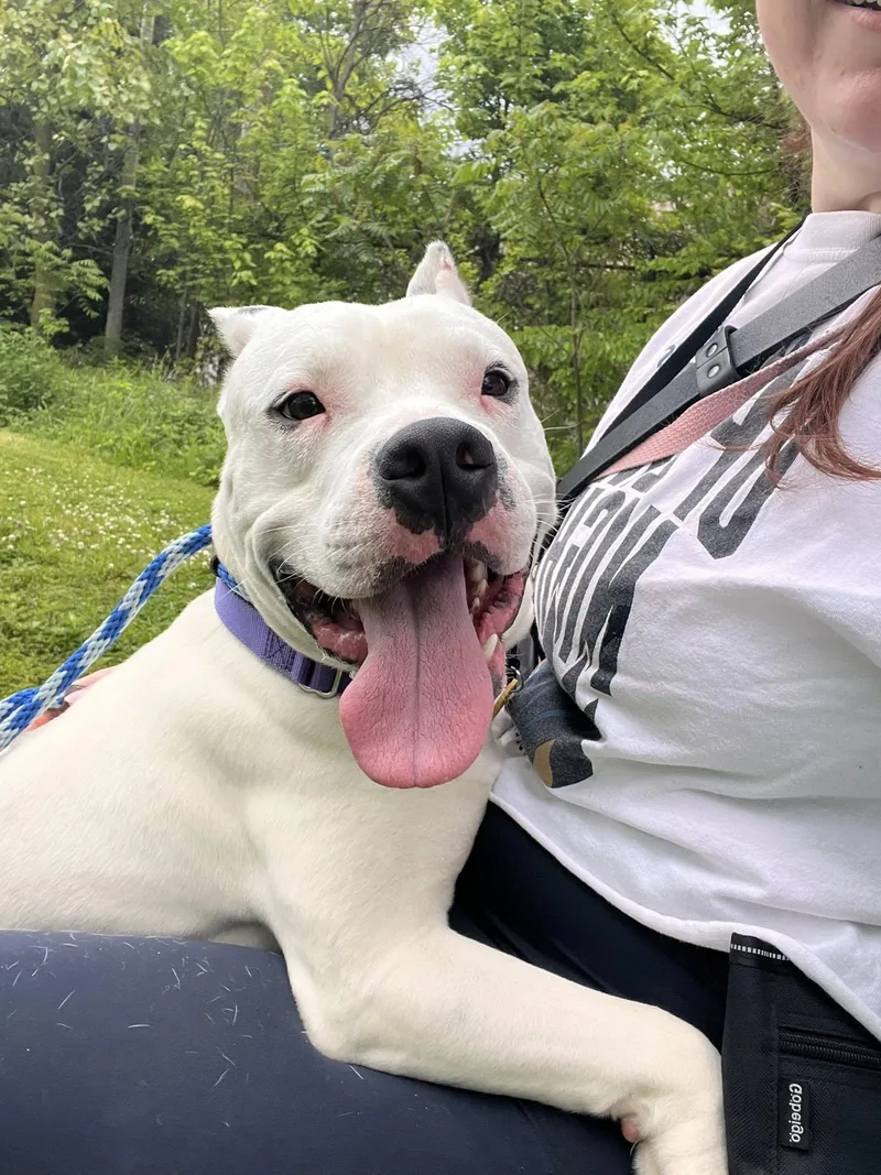 A young medium-sized male White / Cream Pit Bull Terrier dog named Swenson for adoption in Cleveland, OH
