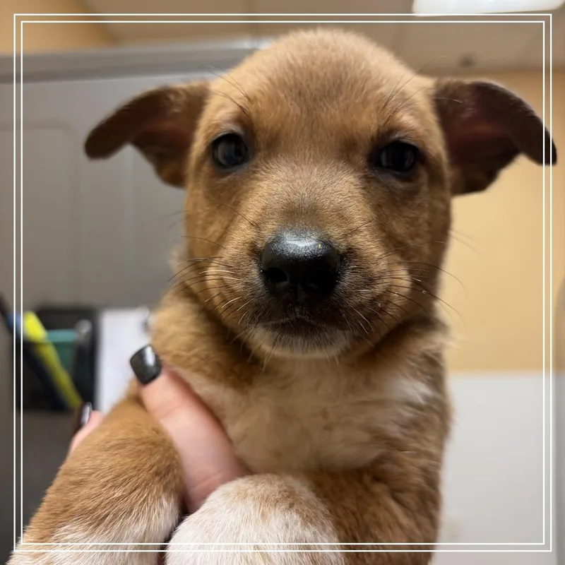 A baby small-sized female Yellow / Tan / Blond / Fawn Shepherd dog named FWT Doodle for adoption in Midland, TX