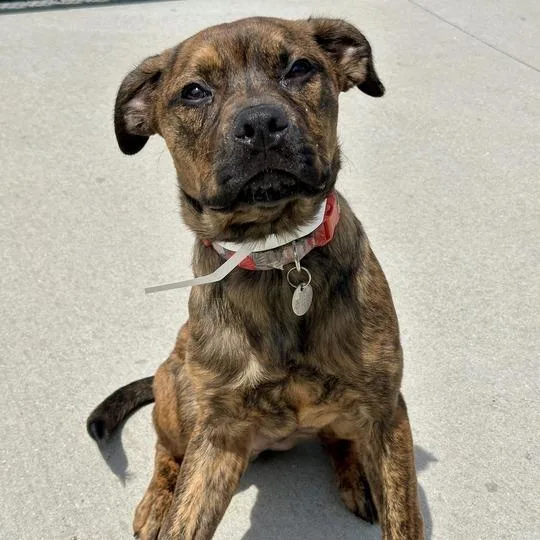 A baby large-sized male Brown / Chocolate Mixed Breed dog named Nicholson for adoption in Matteson, IL