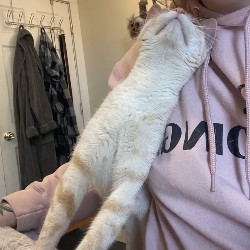 A young medium-sized female Buff / Tan / Fawn Domestic Short Hair cat named Lemon Drop for adoption in Scranton, PA