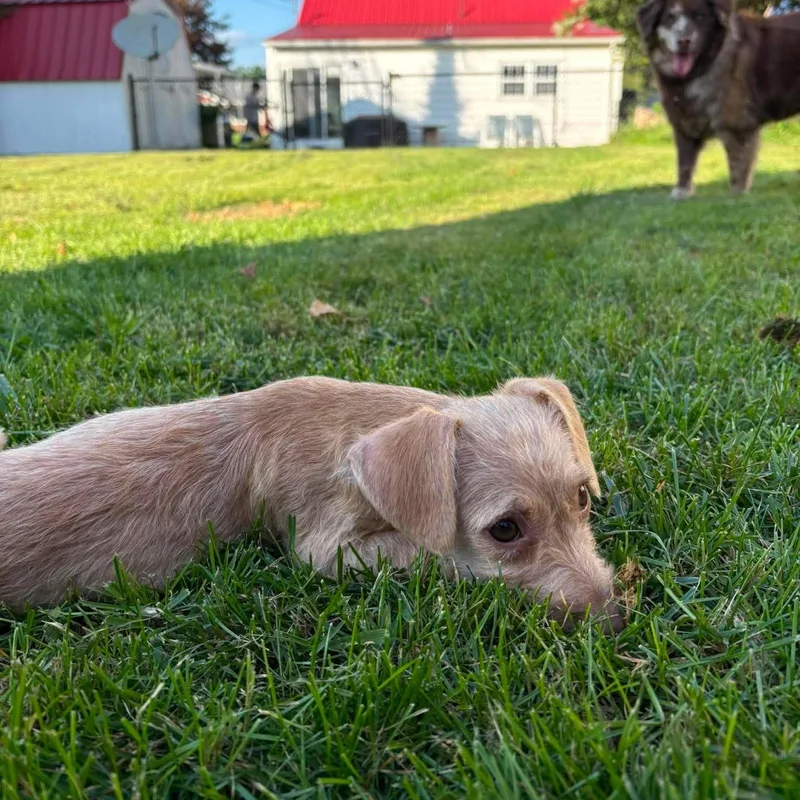 A baby small-sized female Terrier dog named Mae for adoption in Blacksburg, VA