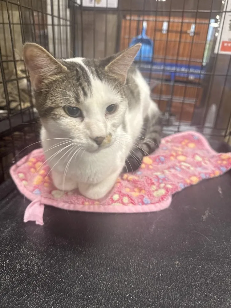 A young medium-sized male Gray & White Domestic Short Hair cat named Sno Ball for adoption in Gonzales, LA