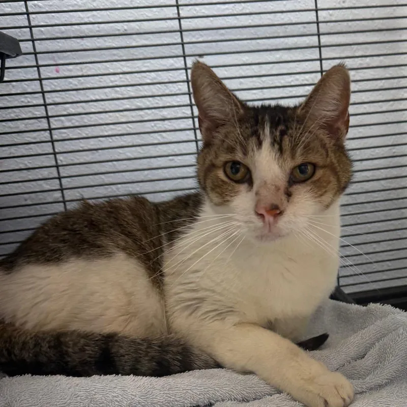 A senior large-sized male Brown / Chocolate Domestic Short Hair cat named Loki for adoption in Desert Hot Springs, CA