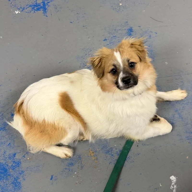 A young small-sized male Pomeranian dog named D Squirt for adoption in Franklin, PA