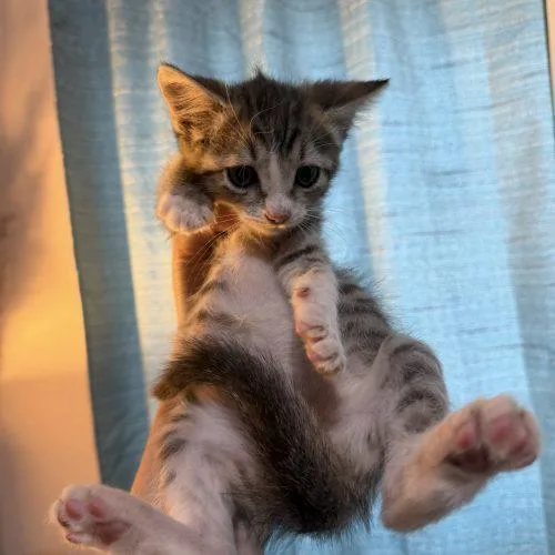 Tater Tot