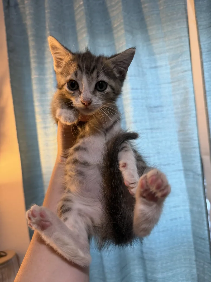 Tater Tot thumbnail 2
