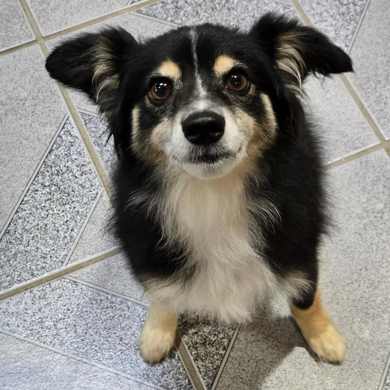 An adult small-sized male Tricolor (Brown, Black, & White) Australian Shepherd dog named Roy for adoption in Normal, IL